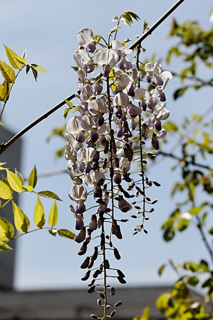 Jardin des Impressionnistes-002